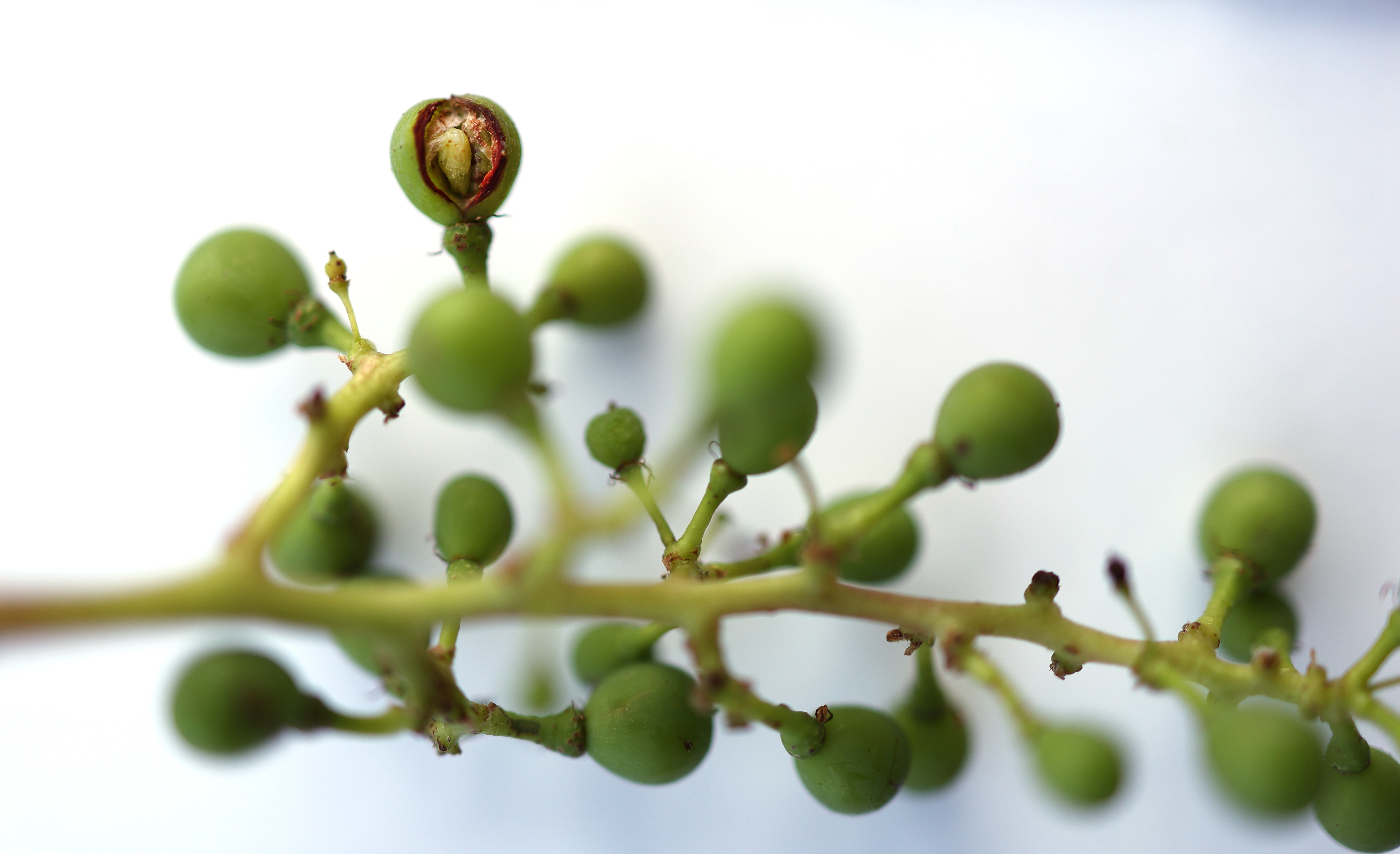 Thrips damage to grapes.